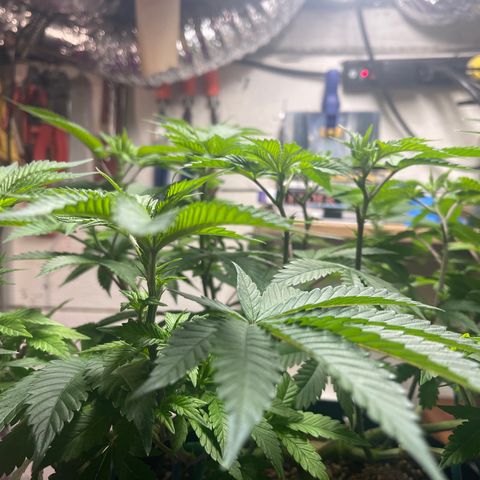 Gelato #33 growlog timeline photo