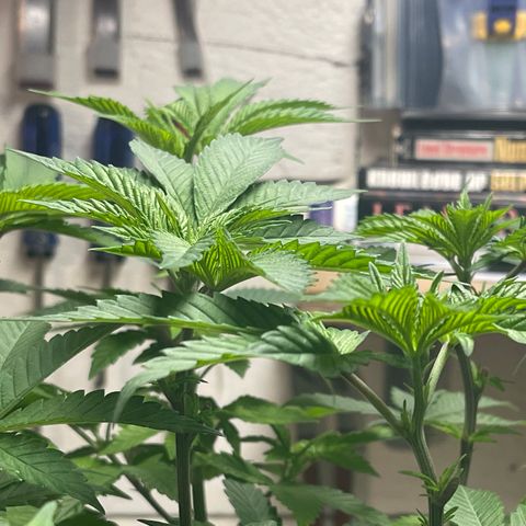 Gelato #33 growlog timeline photo