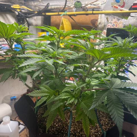 Gelato #33 growlog timeline photo