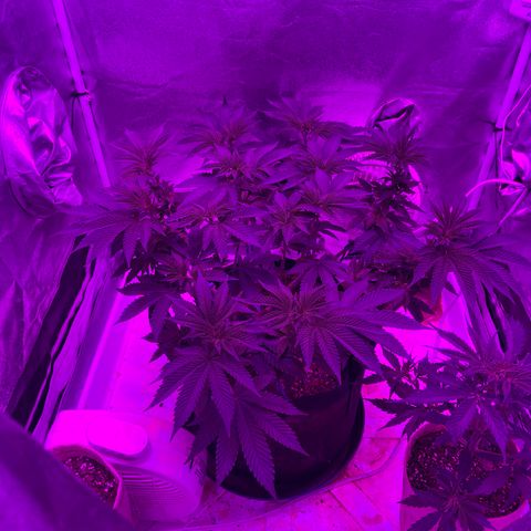 Gelato #33 growlog timeline photo