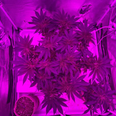 Gelato #33 growlog timeline photo