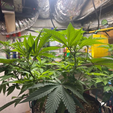 Gelato #33 growlog timeline photo