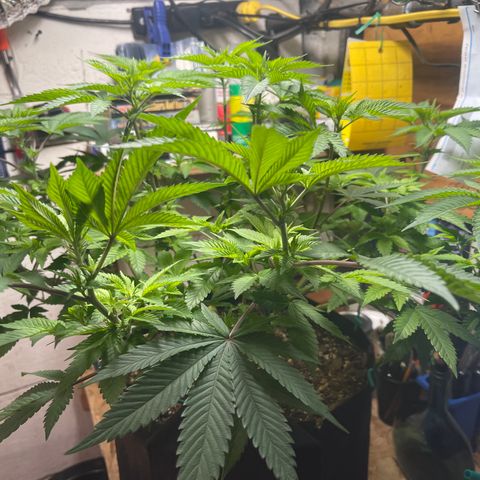 Gelato #33 growlog timeline photo