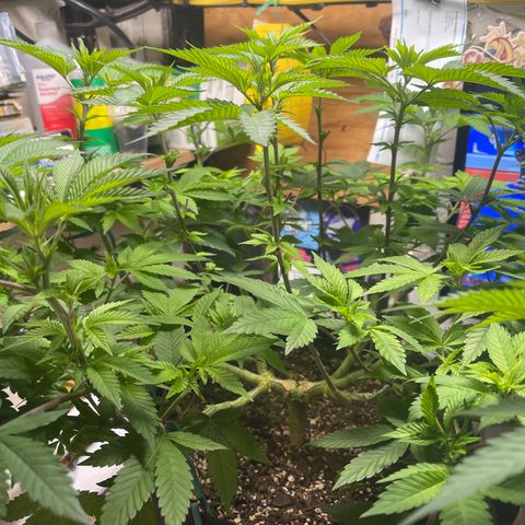 Gelato #33 growlog timeline photo