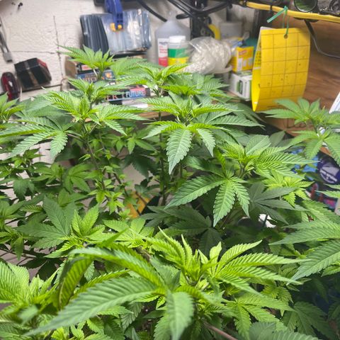 Gelato #33 growlog timeline photo