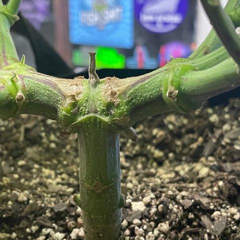 Gelato #33 growlog timeline photo