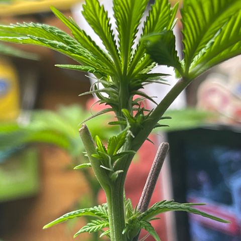 Gelato #33 growlog timeline photo