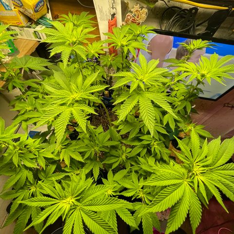 Gelato #33 growlog timeline photo