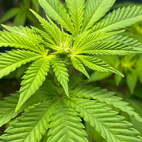 Gelato #33 growlog timeline photo