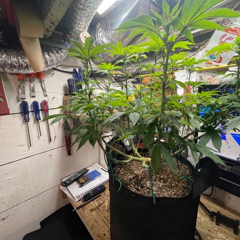 Gelato #33 growlog timeline photo