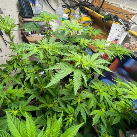 Gelato #33 growlog timeline photo