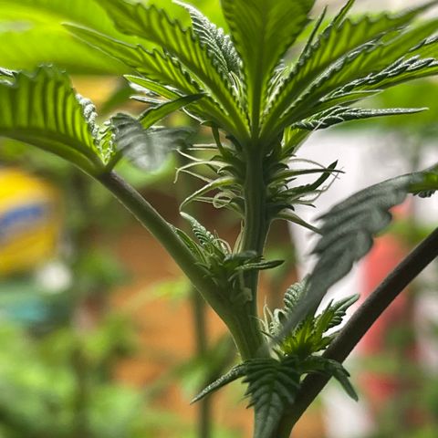 Gelato #33 growlog timeline photo