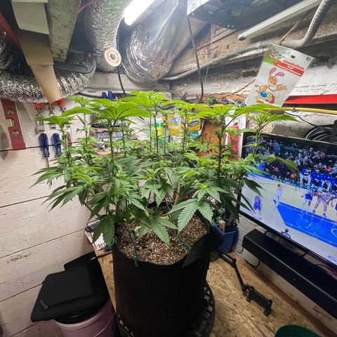 Gelato #33 growlog timeline photo
