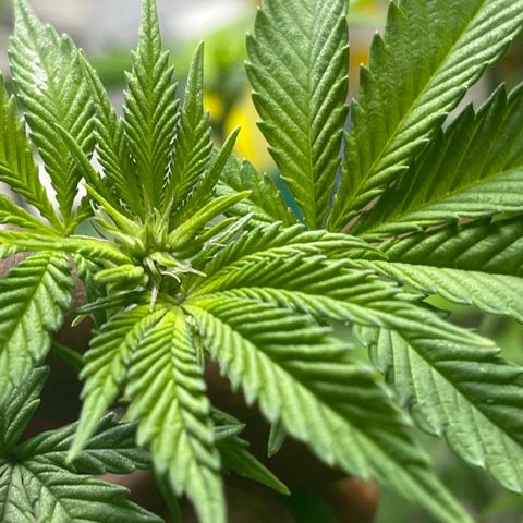 Gelato #33 growlog timeline photo