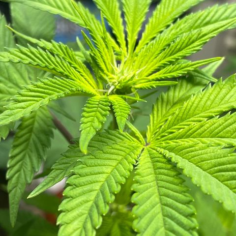 Gelato #33 growlog timeline photo