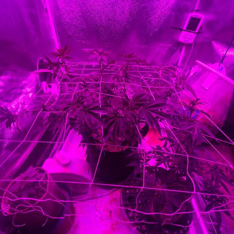Gelato #33 growlog timeline photo