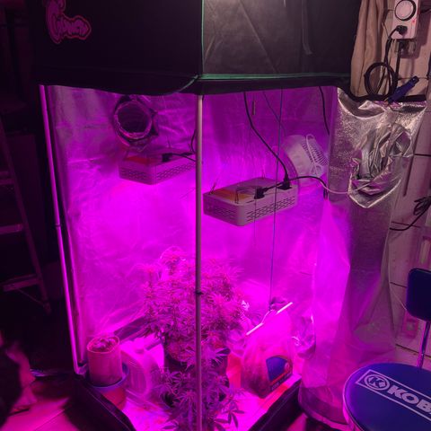 Gelato #33 growlog timeline photo