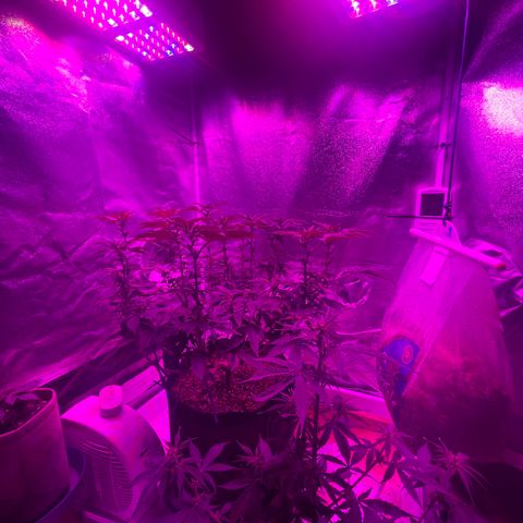 Gelato #33 growlog timeline photo