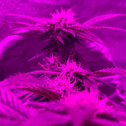 Gelato #33 growlog timeline photo
