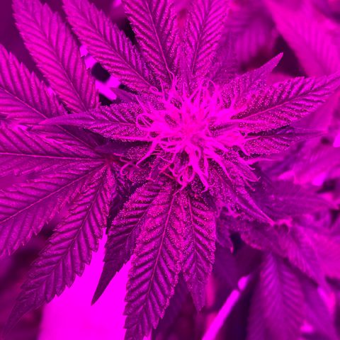 Gelato #33 growlog timeline photo