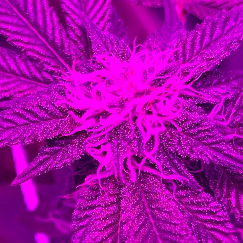 Gelato #33 growlog timeline photo