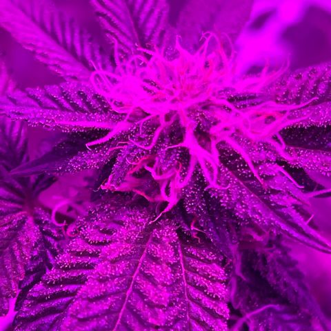 Gelato #33 growlog timeline photo