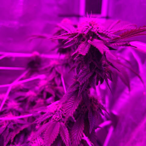 Gelato #33 growlog timeline photo