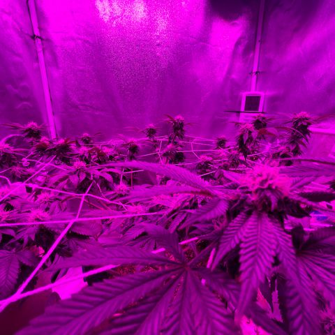 Gelato #33 growlog timeline photo