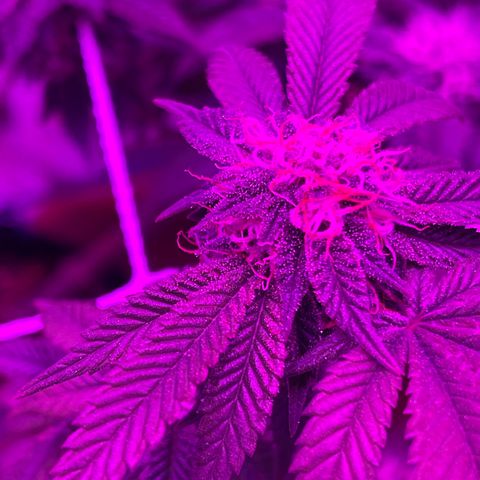 Gelato #33 growlog timeline photo