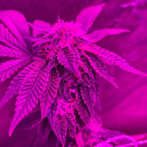 Gelato #33 growlog timeline photo