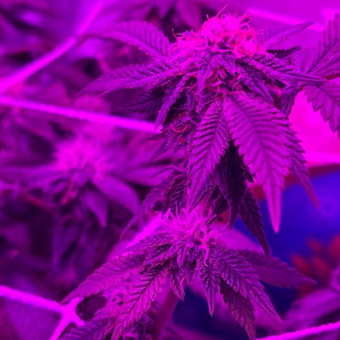 Gelato #33 growlog timeline photo