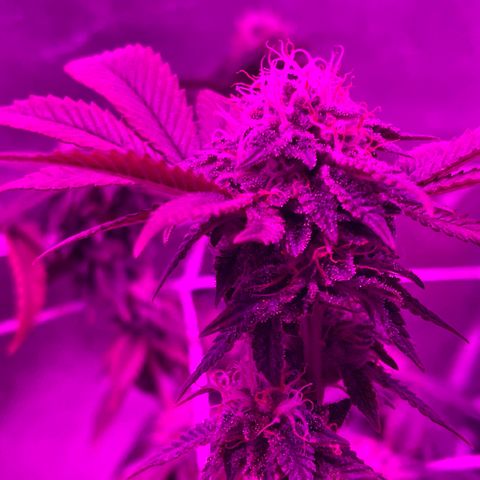 Gelato #33 growlog timeline photo