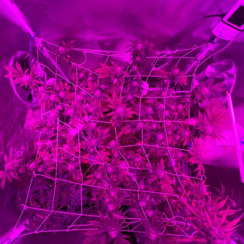 Gelato #33 growlog timeline photo