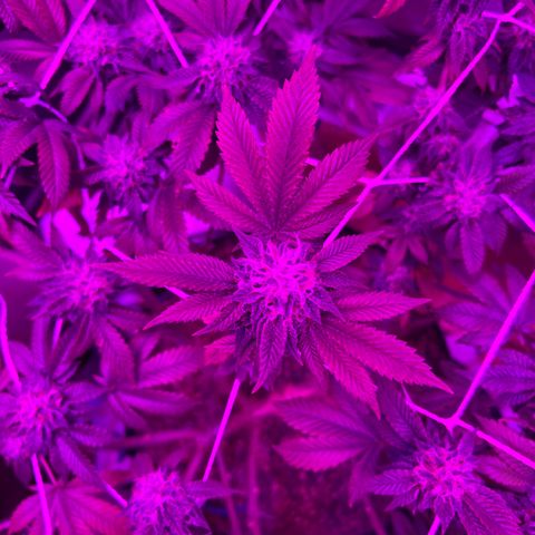Gelato #33 growlog timeline photo