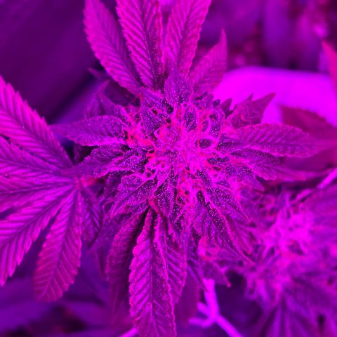 Gelato #33 growlog timeline photo