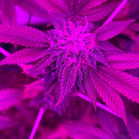 Gelato #33 growlog timeline photo