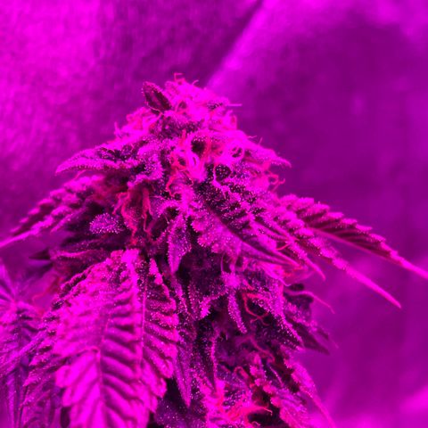 Gelato #33 growlog timeline photo