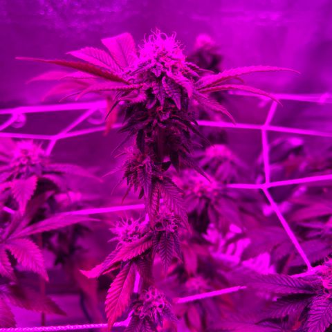 Gelato #33 growlog timeline photo