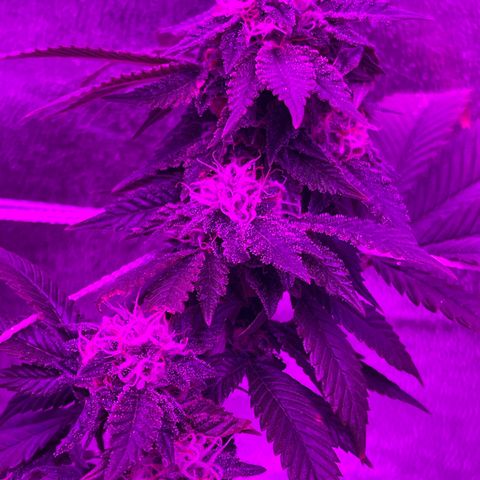 Gelato #33 growlog timeline photo