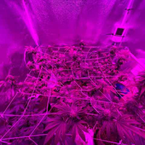 Gelato #33 growlog timeline photo