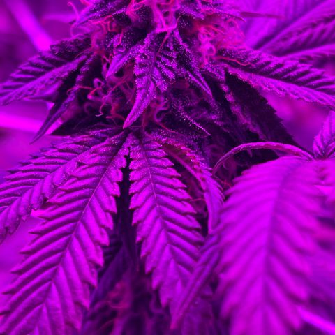 Gelato #33 growlog timeline photo