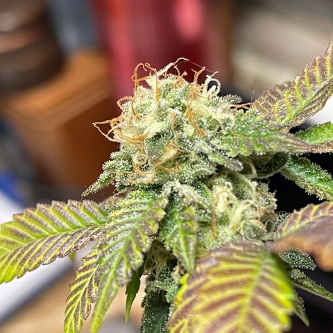Gelato #33 growlog timeline photo