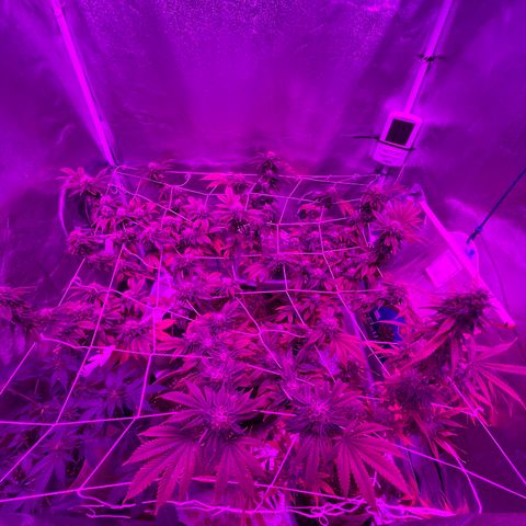 Gelato #33 growlog timeline photo