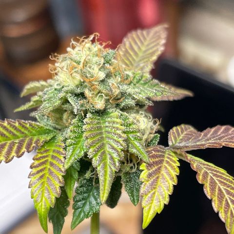 Gelato #33 growlog timeline photo