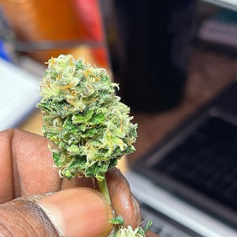 Gelato #33 growlog timeline photo