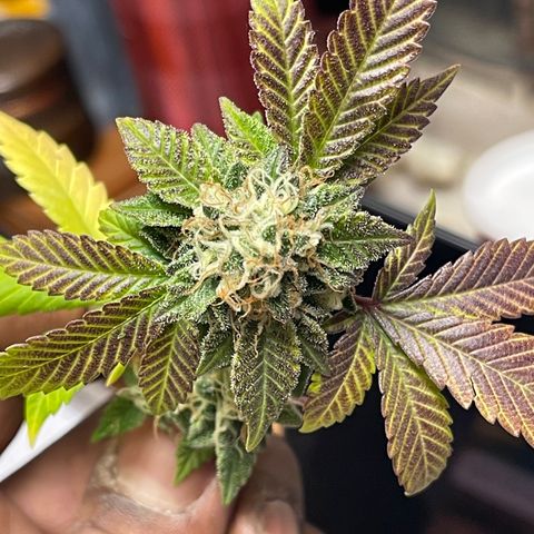 Gelato #33 growlog timeline photo