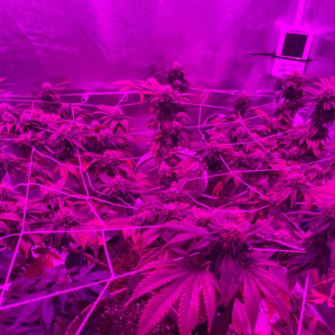 Gelato #33 growlog timeline photo