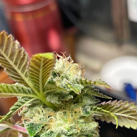 Gelato #33 growlog timeline photo