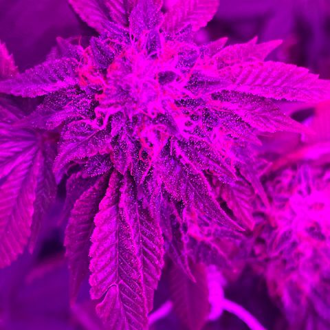 Gelato #33 growlog timeline photo