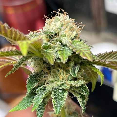 Gelato #33 growlog timeline photo